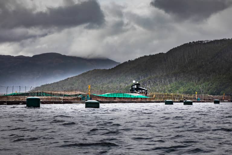 Chile: Más de 23 mil toneladas de sobreproducción salmonera dentro de áreas protegidas