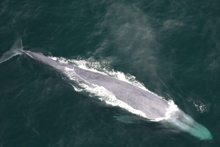 Santuario de ballenas es nuevamente bloqueado en negociaciones internacionales