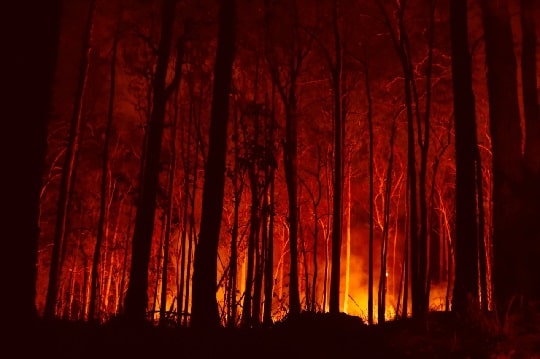 Advierten elevado riesgo de incendios por lluvias invernales sobre lo normal y llegada de altas temperaturas