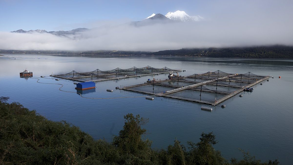 ¿Por qué sacar las salmoneras de las áreas protegidas?