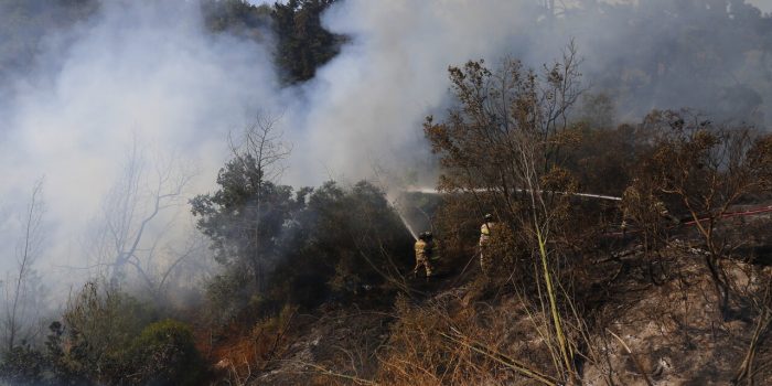 Más de 13 mil hectáreas afectadas: Consecuencias de los incendios forestales en los ecosistemas y la biodiversidad