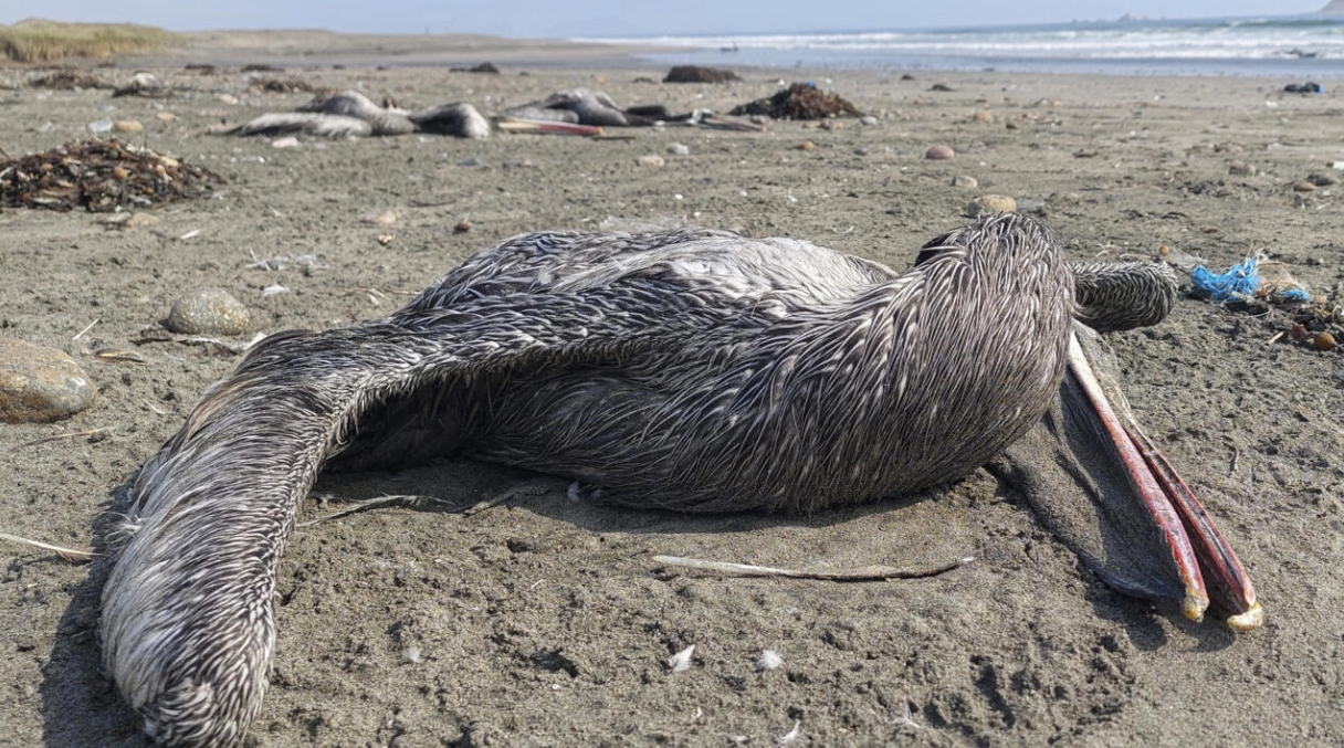 Más de 13.000 aves marinas mueren por influenza aviar en Perú