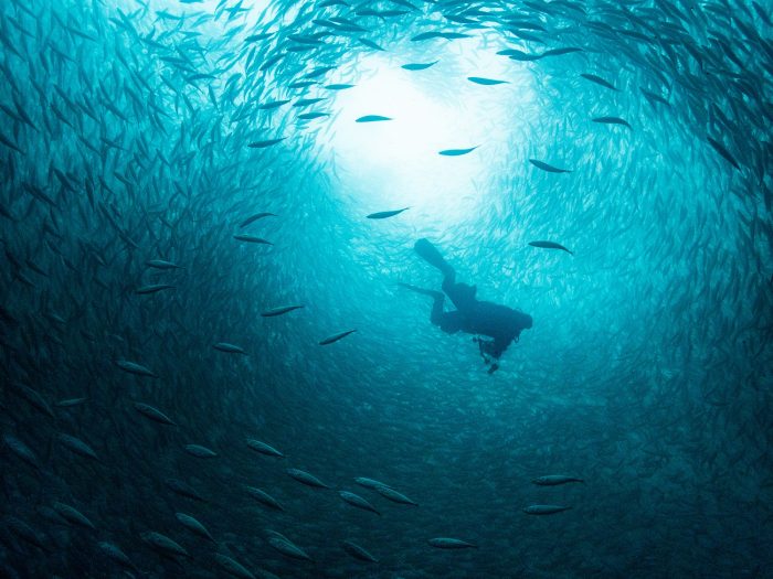 Consulta sobre la salud del océano en la Patagonia arroja que los que más dañan son las personas, las industrias y las salmoneras