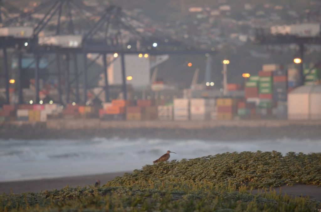 Aumentan los cuestionamientos al Proyecto de Puerto Exterior