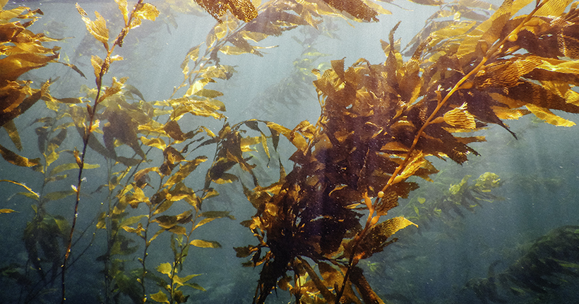 Llaman a la conservación efectiva en los bosques de macroalgas del sur de Chile