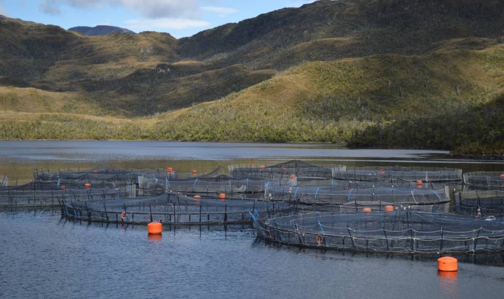 Balance Ambiental 2022: incumplimientos de la industria salmonera al interior de áreas protegidas