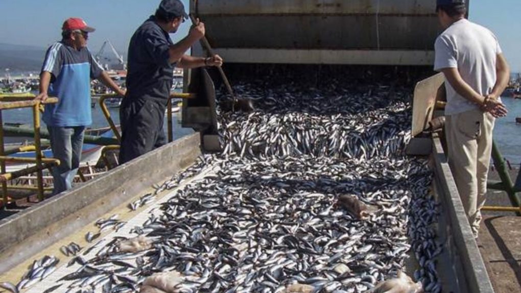 Seguridad y soberanía alimentaria, pilares fundamentales para una nueva Ley de Pesca