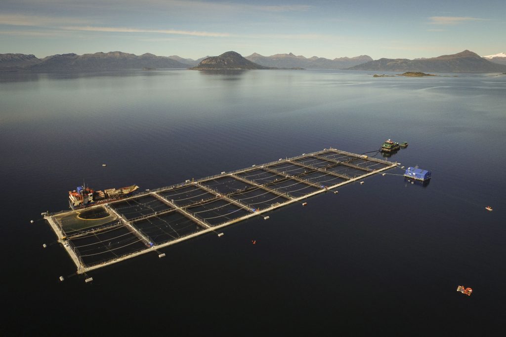 Lago Llanquihue: por riesgos ecológicos tras escape de salmones solicitan retiro de jaulas en la zona