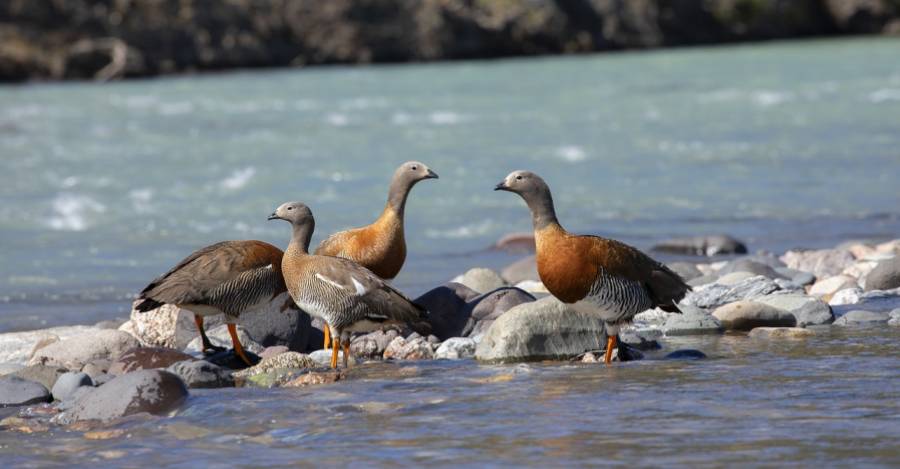 Investigador de aves sobre proyectos de hidrógeno verde en la Patagonia: “Está claro que la prioridad no es el medioambiente”