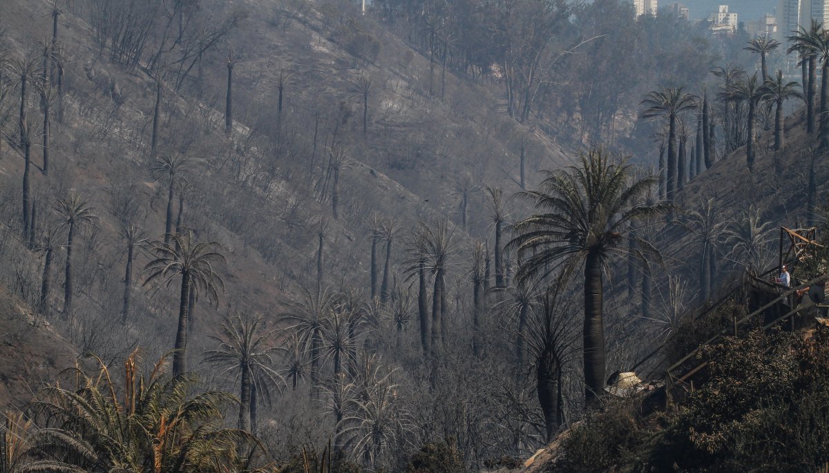 Piden apurar ley para proteger la Palma Chilena tras daños por incendio forestal en Viña del Mar