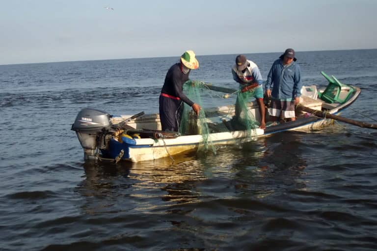 Conoce las claves para la nueva Ley de Pesca, según 13 ONG ambientales
