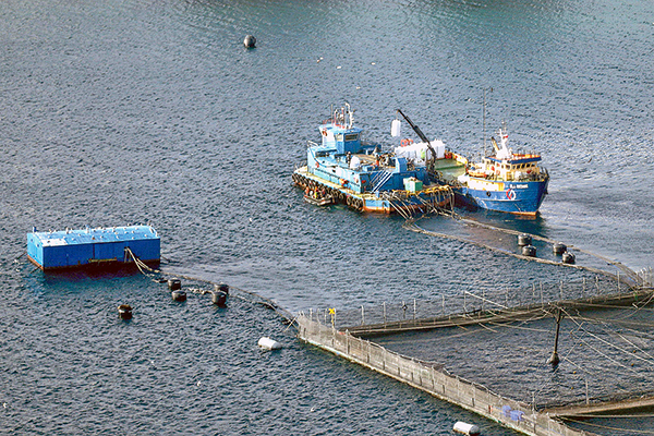 El año del salmón: valor de las exportaciones aumentó casi un 30% y proyectan un 2023 con buenas cifras