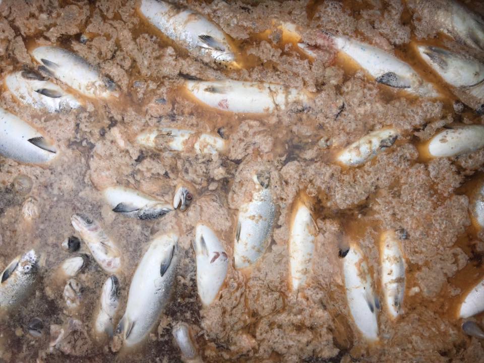 Nueva ley aumenta multas a empresas por escape de salmones