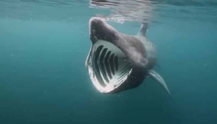 “Estamos avanzando en reconocer que somos un país rico en tiburones y rayas”