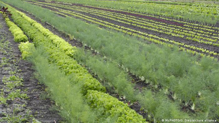 Ingresan proyecto de ley que permite regar cultivos agrícolas con agua reciclada