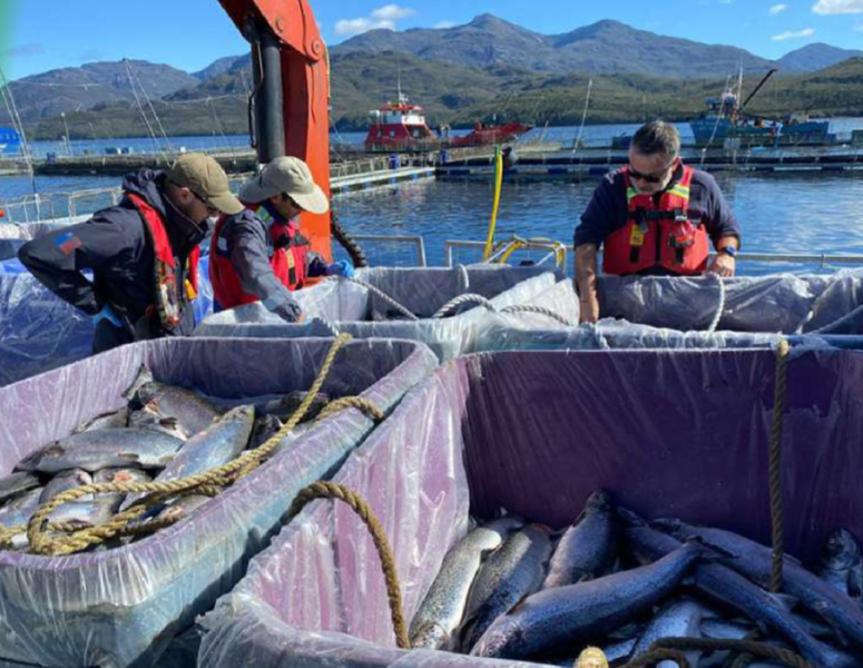 Evento de mortalidad en centro de cultivo Multi X: Pérdida llega a 141 toneladas de salmón Atlántico