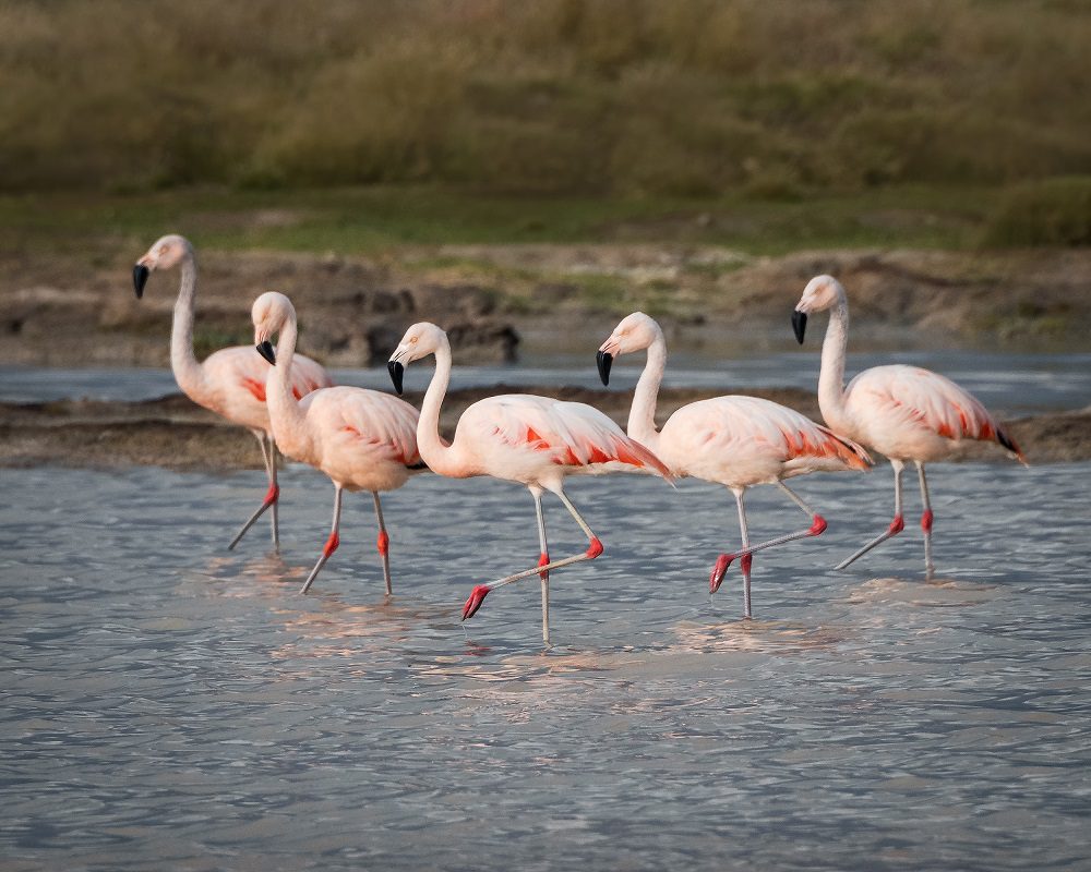 “Fue una fiesta”: guardaparques de Conaf tras hallar más de 800 polluelos de flamencos en Atacama