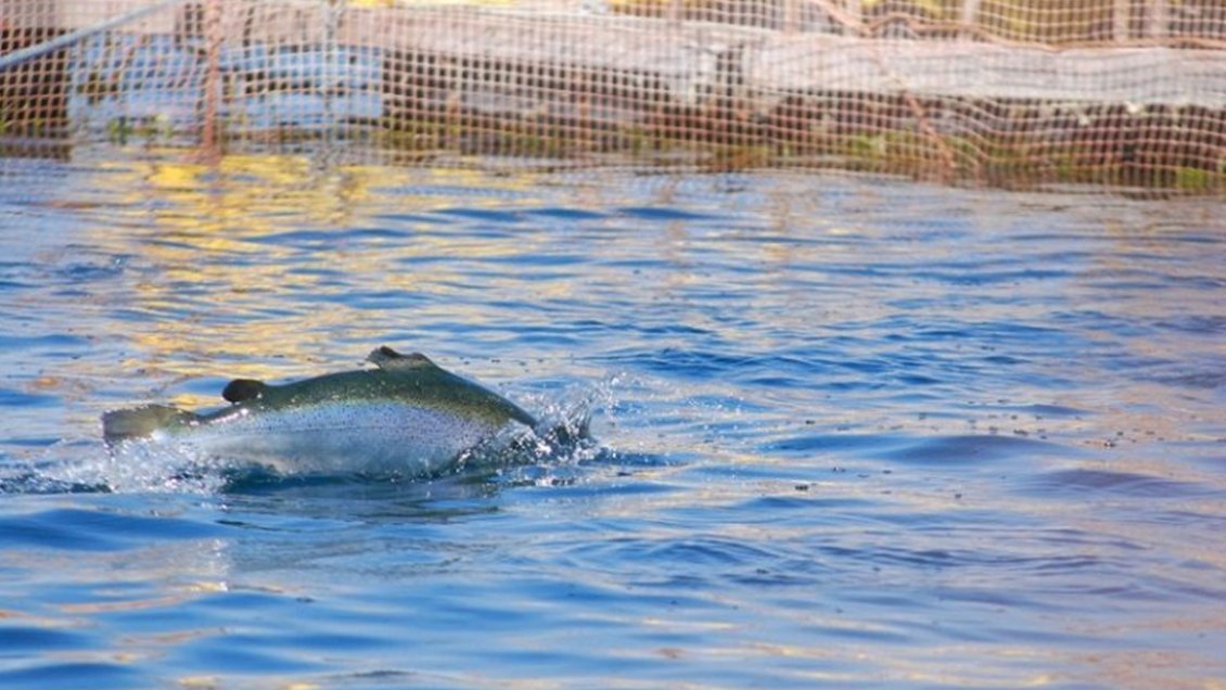 Sernapesca confirma que denunciará a empresa de salmones por escape de 60 mil peces en Lago Llanquihue