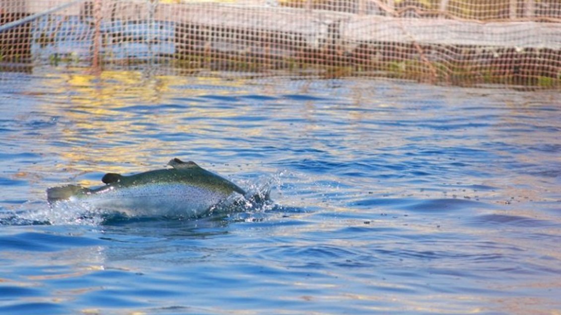 Sernapesca confirma que denunciará a empresa de salmones por escape de 60 mil peces en Lago Llanquihue