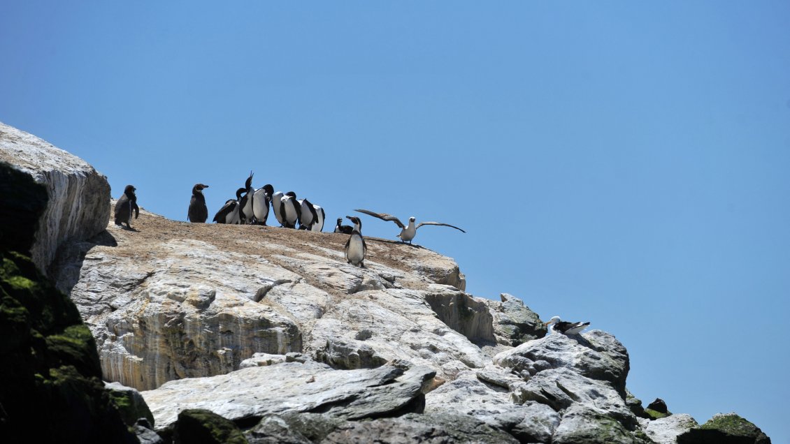 “Cuidar el océano es cuidar la vida en la tierra”: Presidente anuncia la creación del área marina costera protegida “Mar de Pisagua”