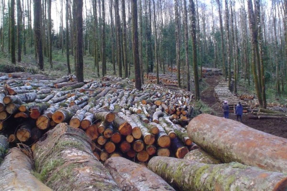 Condenan con $67 millones a inmobiliaria por talar bosque nativo para parcelas en Los Lagos