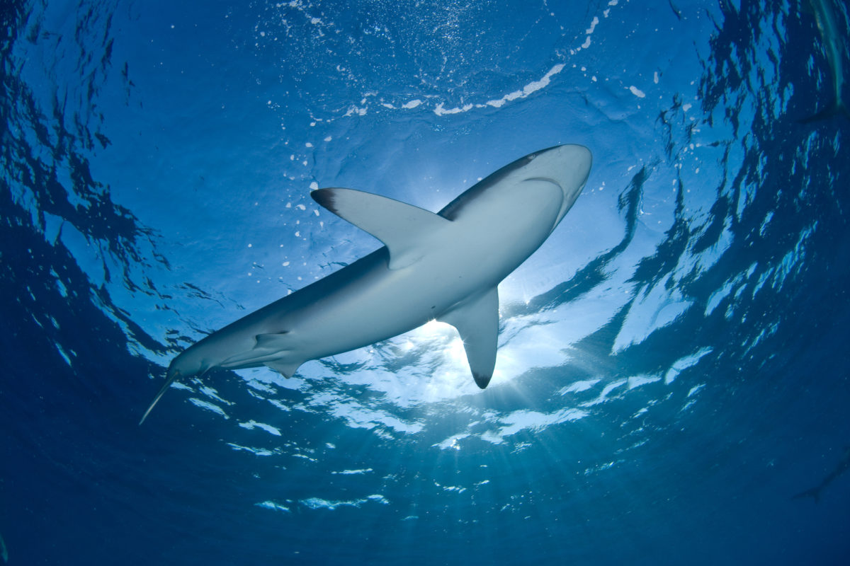 Científicos identifican 65 zonas importantes para la supervivencia de tiburones entre México y Chile