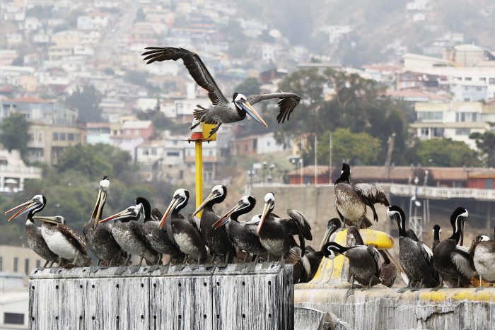 Expertos califican de anómalos a eventos de gripe aviar en Chile: “Nunca habíamos tenido el ingreso de un virus de alta patogenicidad a esta zona del mundo”