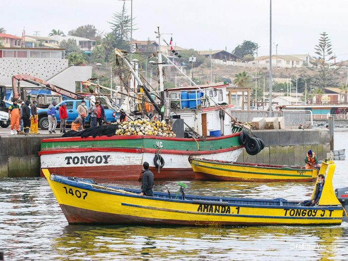 Estudio revela cómo el cambio climático pone en riesgo pesca artesanal e industrial de Chile y Perú