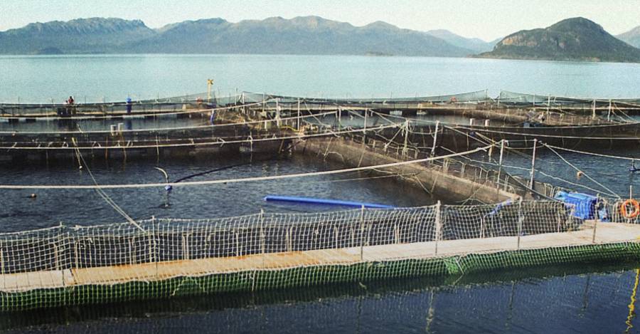 Más allá de Australis: el historial de daño ambiental de la industria salmonera