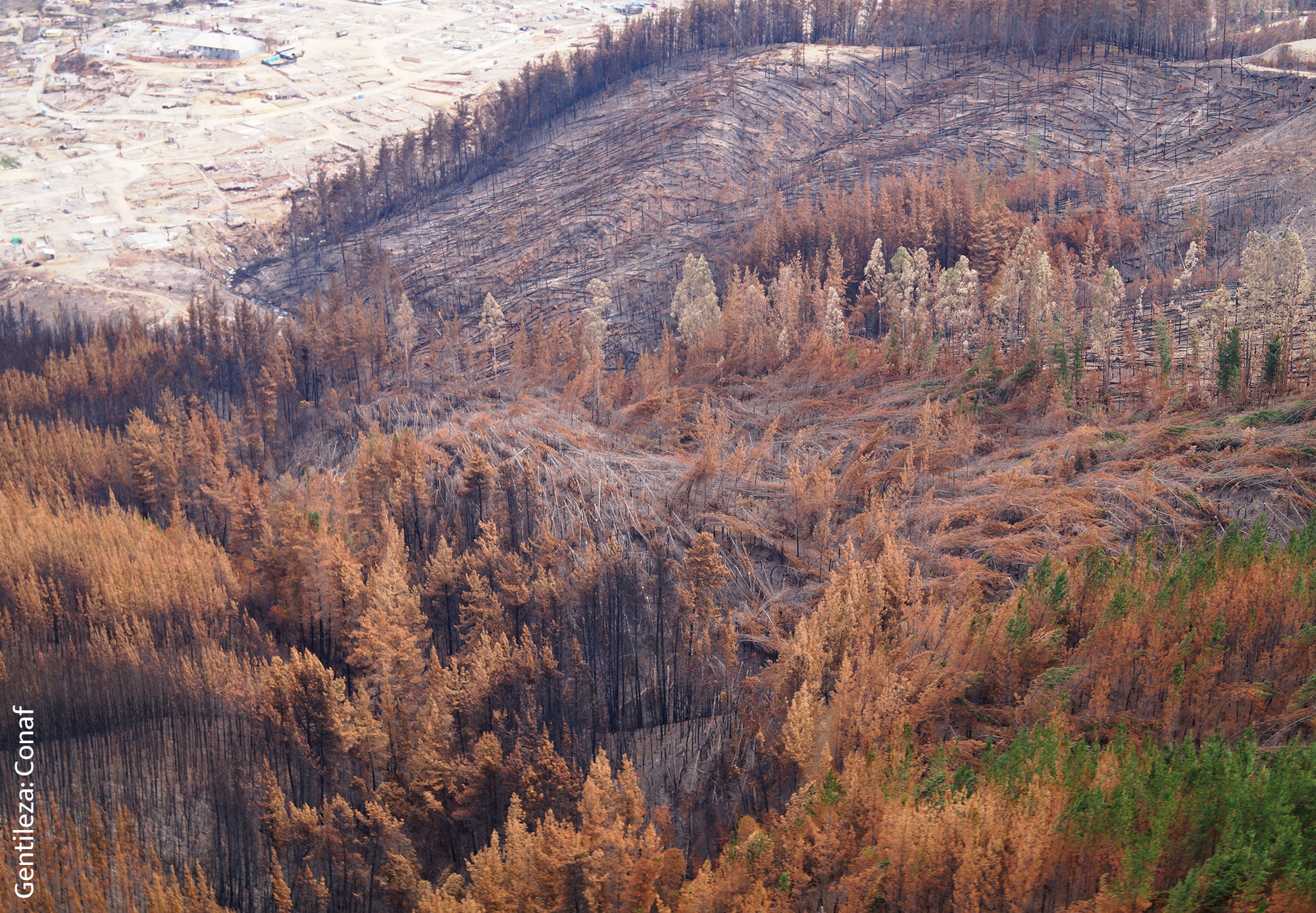 La Restauración de los Bosques