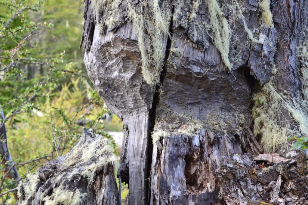 Humedales que se secan y bosques degradados: la crisis ambiental que vive Cabo de Hornos