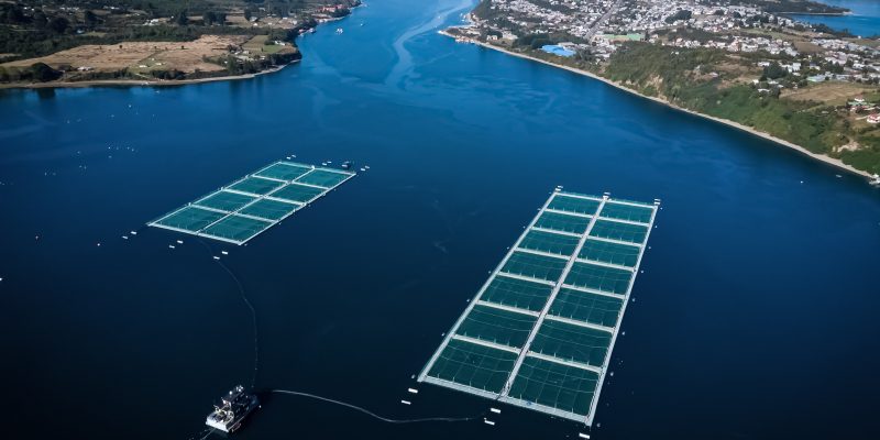 Cámara aprueba pedir al presidente un decreto supremo que prohíba nuevas concesiones para las salmoneras en áreas protegidas