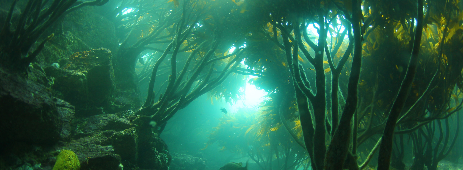 Chile: recolectores de algas y científicos unen fuerzas para repoblar “los desiertos” del mar