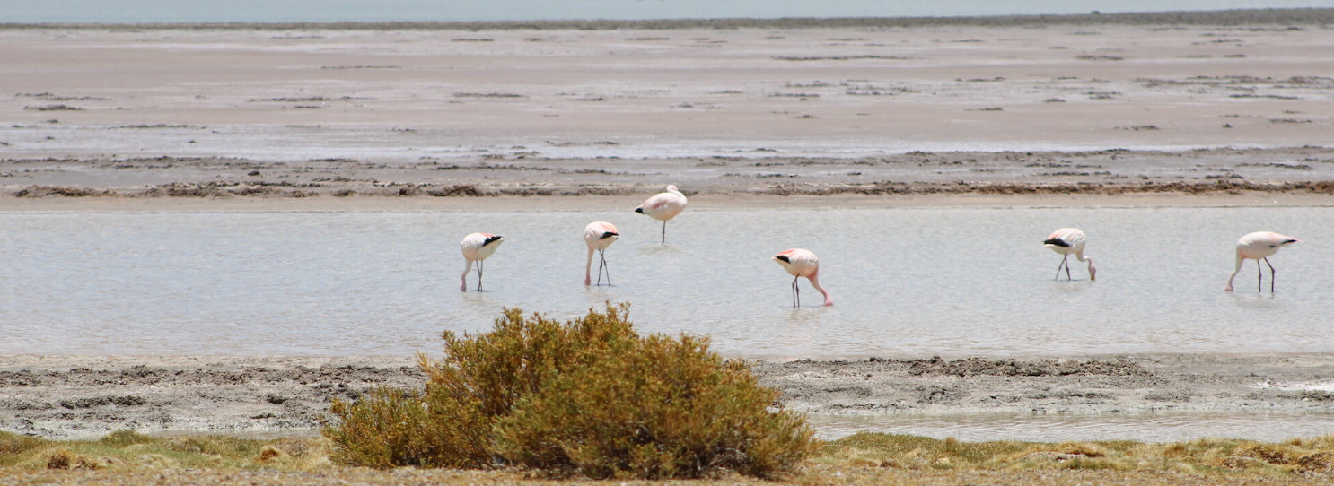 Salar de Tara, en la Reserva Nacional Los Flamencos, está en la mira de la industria del litio