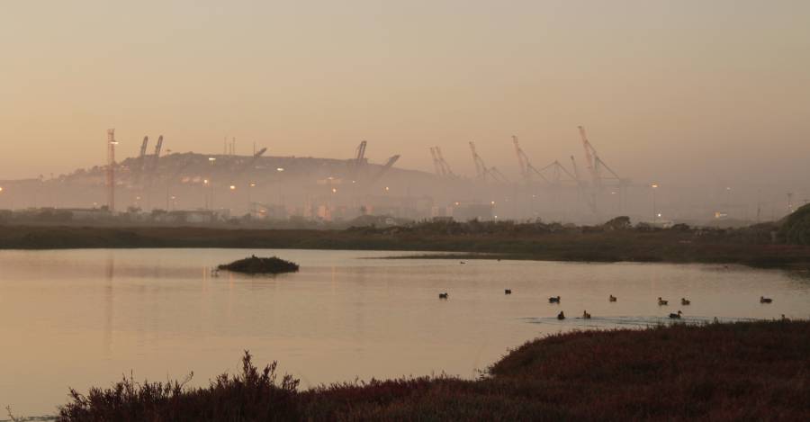 Expansión del Puerto de San Antonio pone en riesgo el estuario de la desembocadura del río Maipo