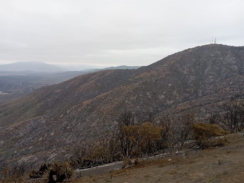 Tragedia ambiental: Se pierden inexplorados árboles centenarios por incendios en Papudo