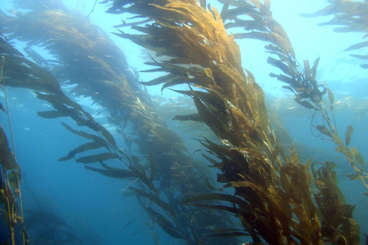 Científicos y pescadores reforestan los mares del norte de Chile donde avanza el desierto