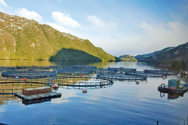 Acreedores de Nova Austral podrían tomar el control de la salmonera tras acuerdo de reestructuración