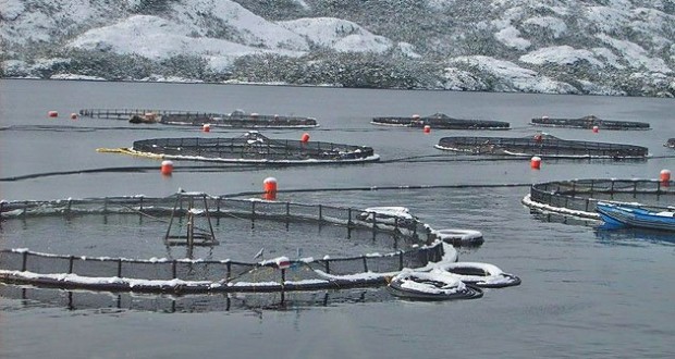 El “estrecho margen” con que llegan las salmoneras al debate por nueva ley de acuicultura