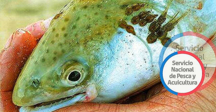 Salmoneras en Aysén operan con hasta 80 piojos marinos promedio por pez
