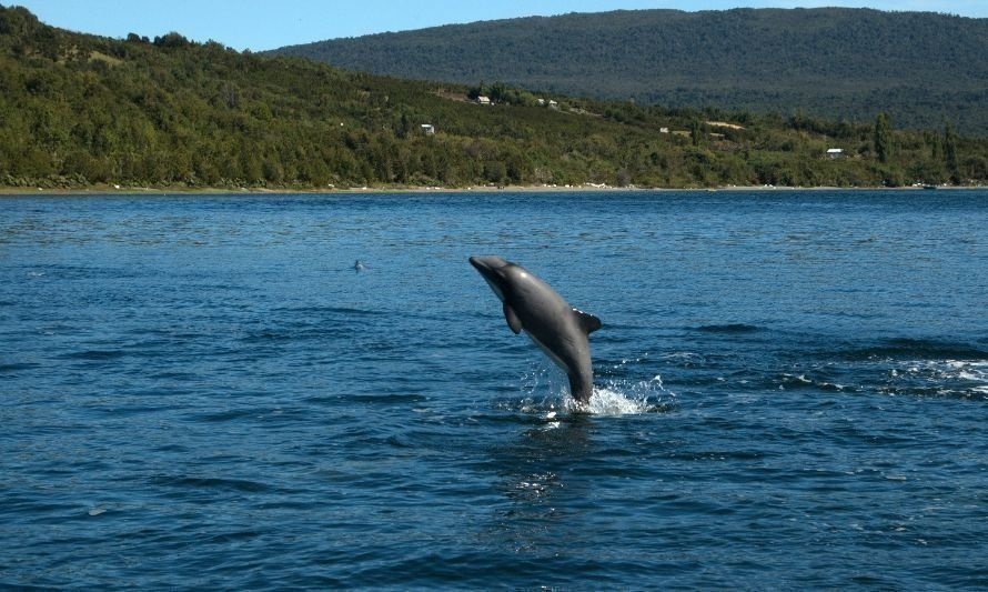Patagonia norte chilena: Identifican 18 zonas donde los delfines peligran por un alto tráfico marítimo