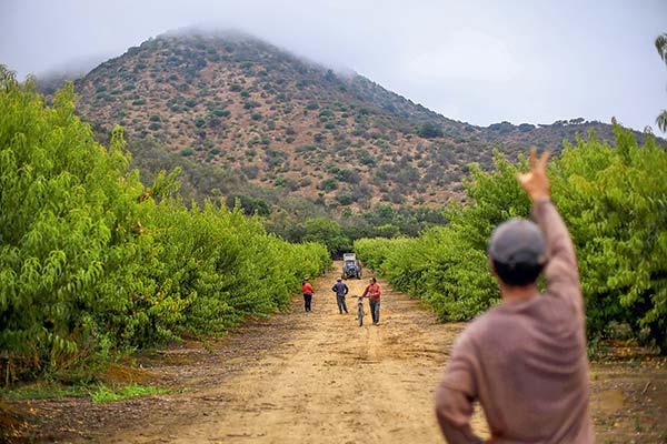 Fondos extranjeros ponen los ojos sobre frutícolas chilenas por estabilidad a largo plazo del sector