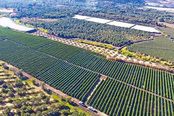 Multinacional estadounidense afina detalles para adquirir exportadora chilena Giddings Fruit