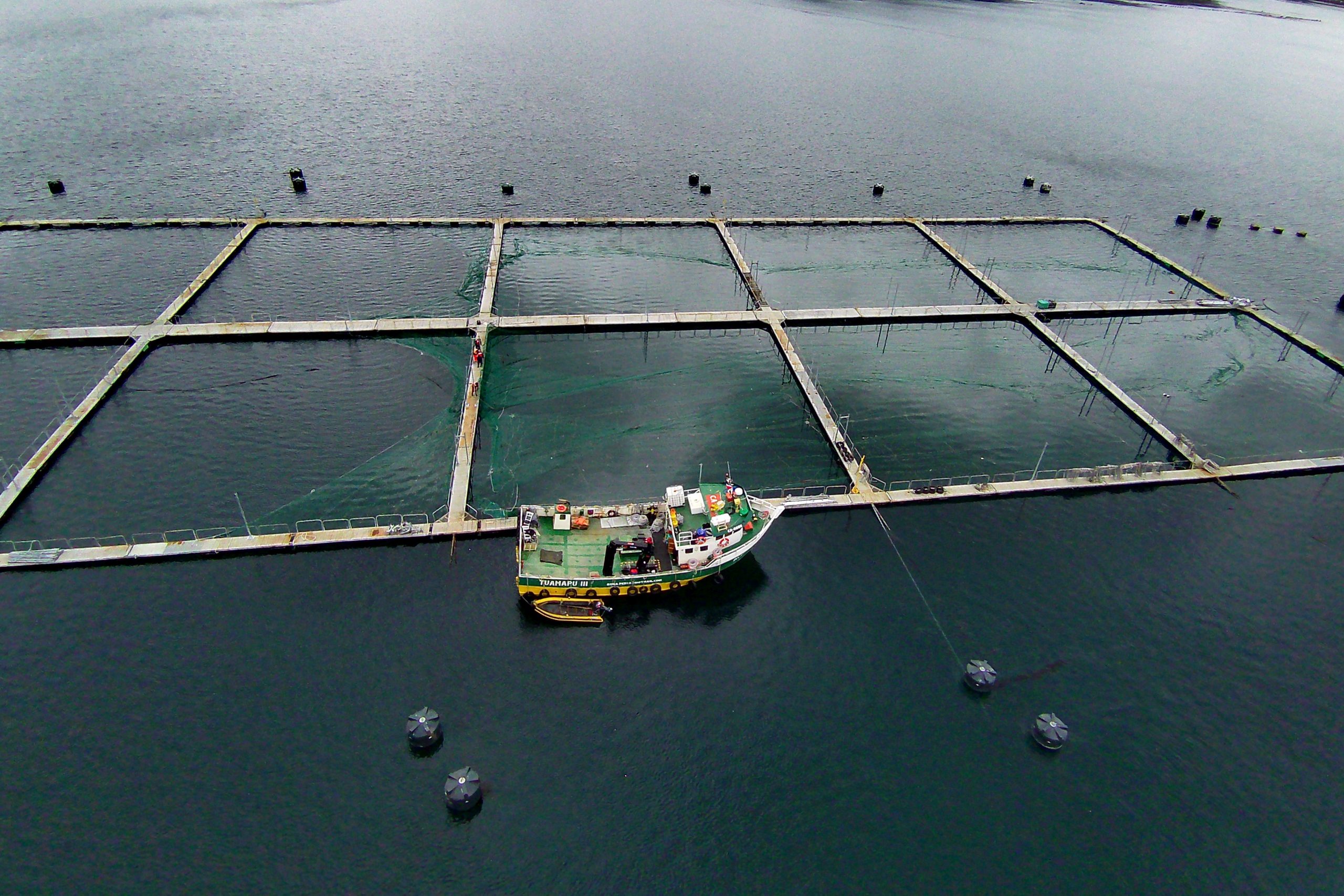 Salmoneras en la Patagonia vulneran la legislación vigente