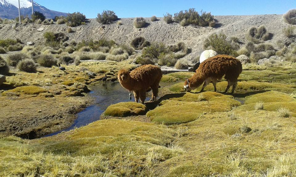 SBAP: Proyecto que crea el Servicio de Biodiversidad y Áreas Protegidas fue aprobado en la sala del Senado