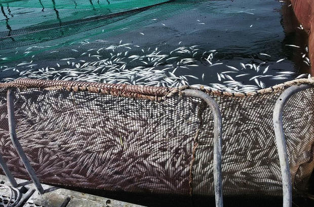 Otra vez: SMA formula cargos por sobreproducción a salmoneras en la Patagonia