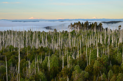 Revista Science: carretera en el sur de Chile viola tratado de Biodiversidad (COP15)