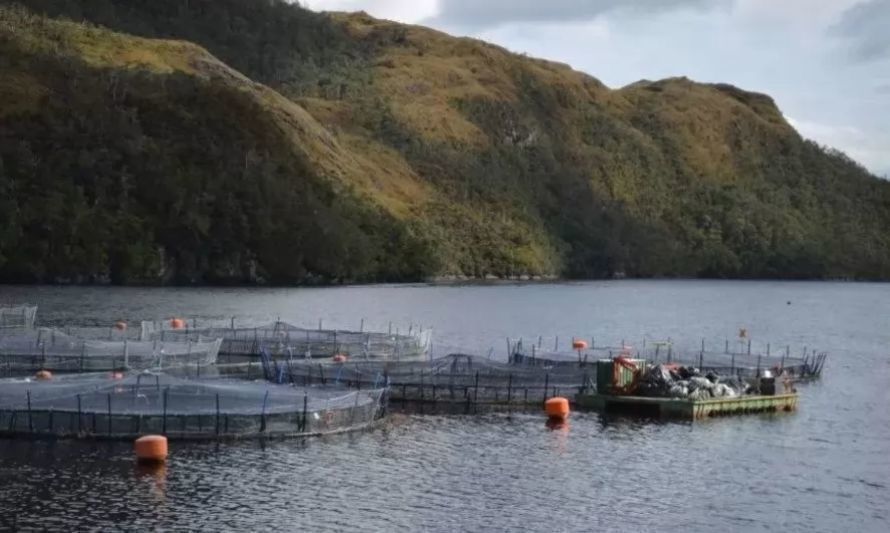 Tensiones en reorganización de Nova Austral: banco noruego arremete por acciones de la salmonera