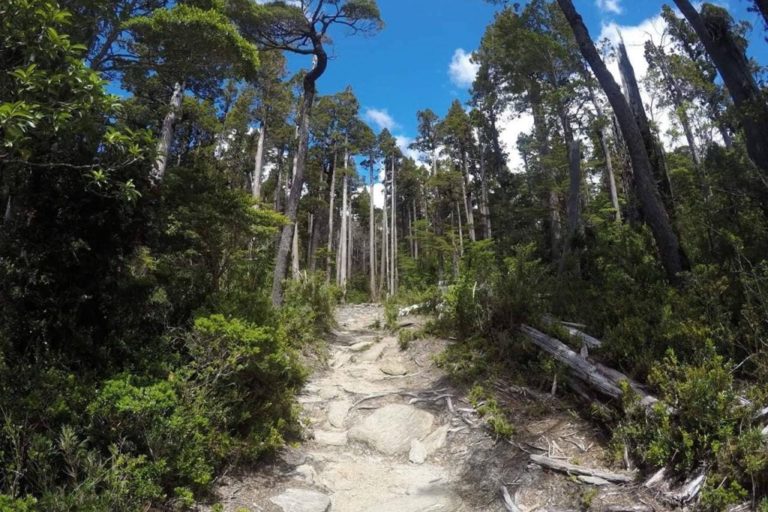 Carretera que talará 700 alerces en bosque milenario genera alerta en Los Ríos