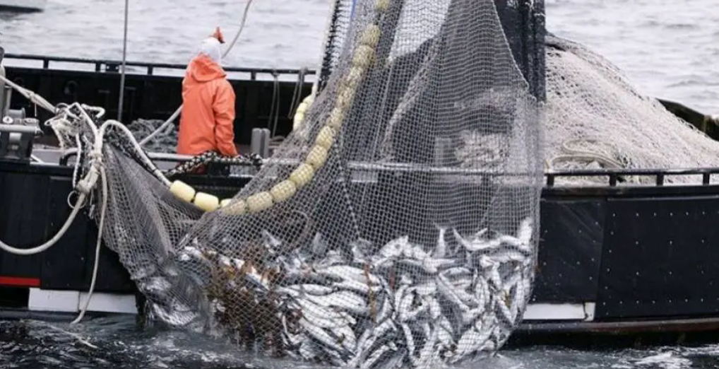 Estudio de U. de Chile da cuenta de que empleo no se vería afectado por Nueva Ley de Pesca que propone fraccionamiento y licitación de cuotas